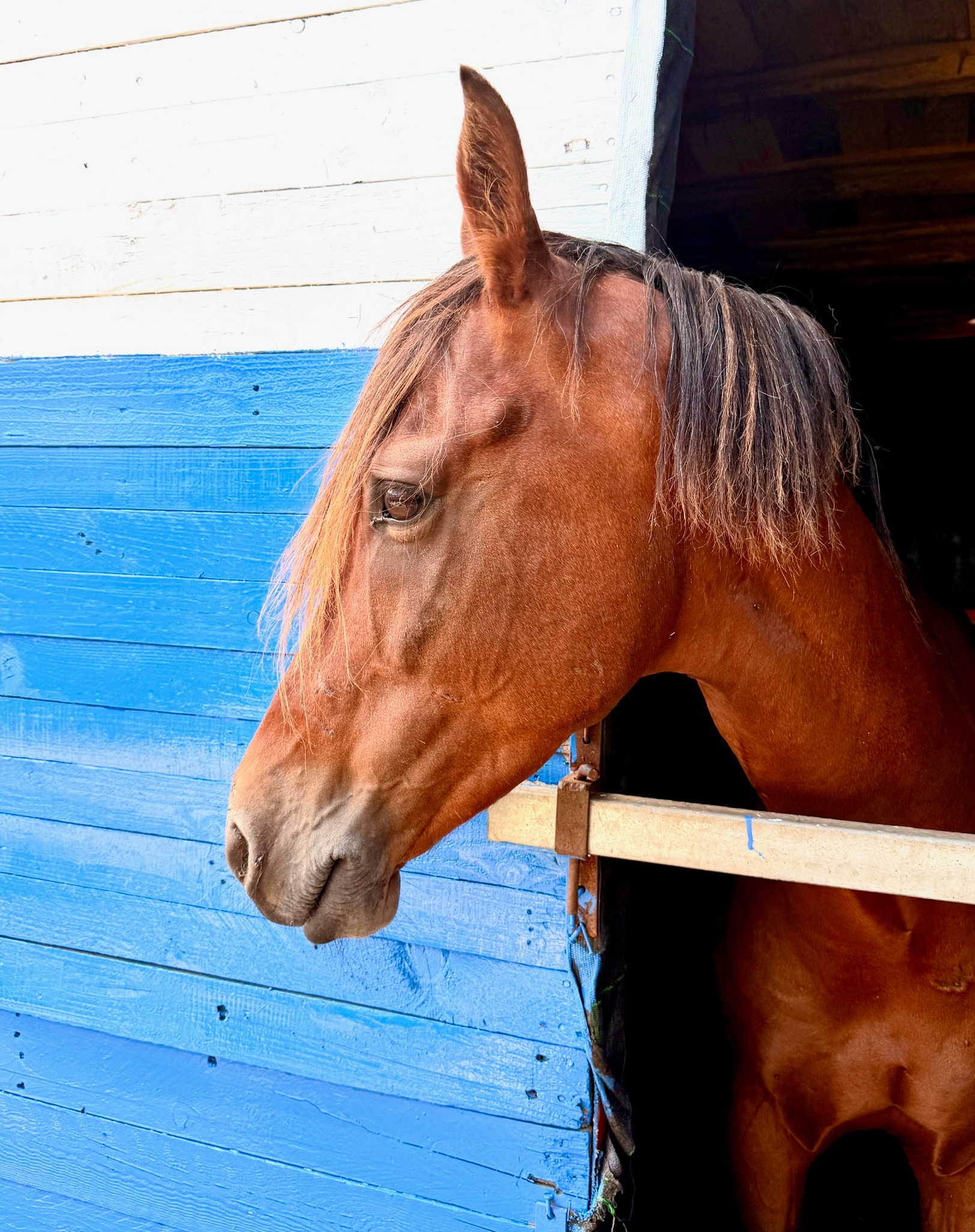 Cheval alezan