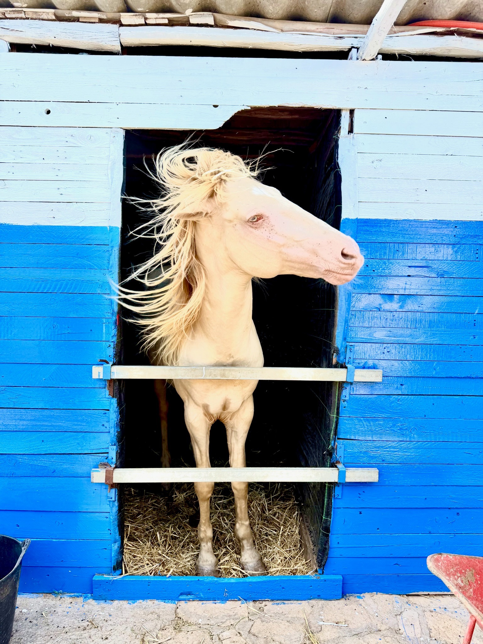 Cheval blanc Horse Mogador