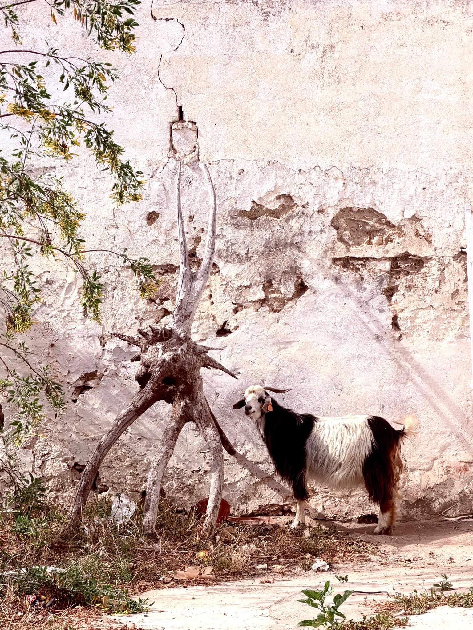 Ferme pédagogique